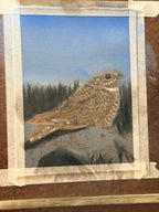 Nightjar - 7x9.5 Original Pastel Pencil Drawing