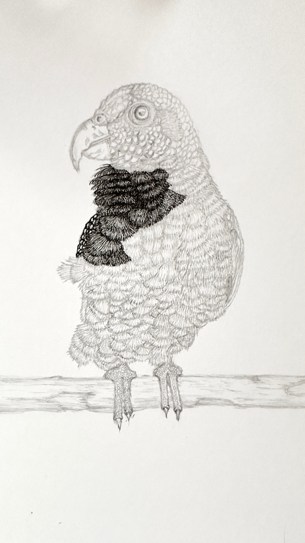 White-capped Pionus Parrot - 8x10 Signed & Numbered Fine Art Print