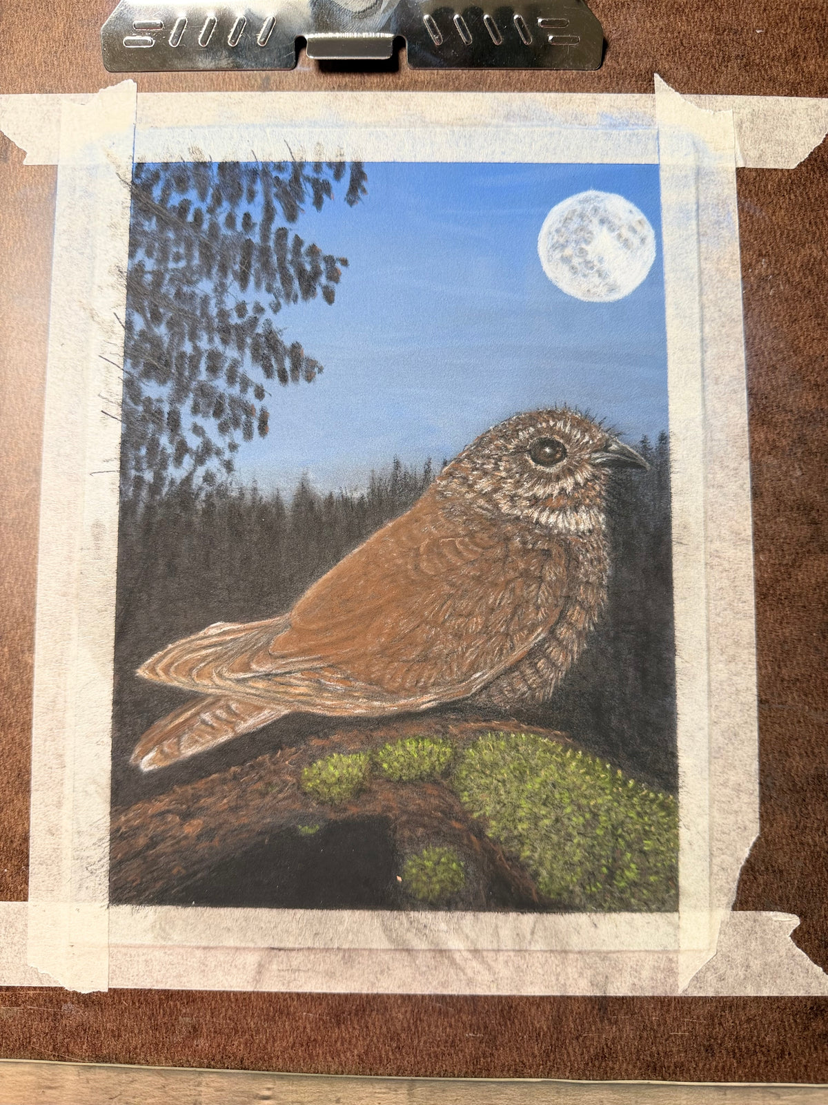 Nightjar - 7x9.5 Original Pastel Pencil Drawing