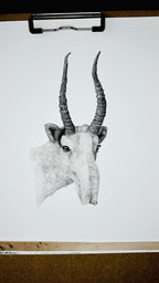 Saiga - 8x10 Signed & Numbered Fine Art Print