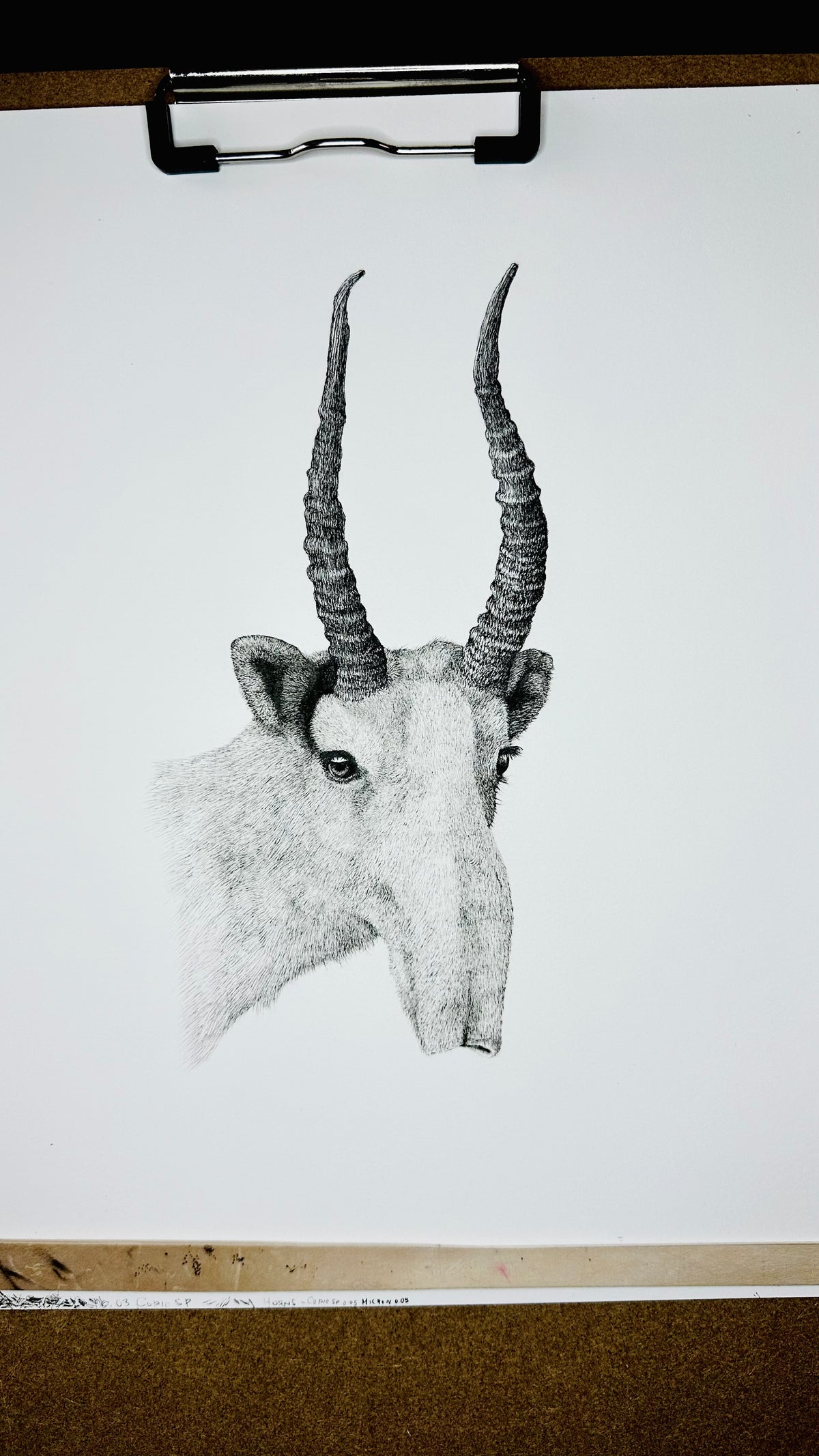 Saiga - 8x10 Signed & Numbered Fine Art Print
