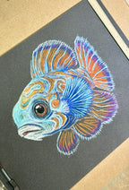 Mandarin Fish • Hand Drawn Original Pastel Pencil Drawing • 7x9.5