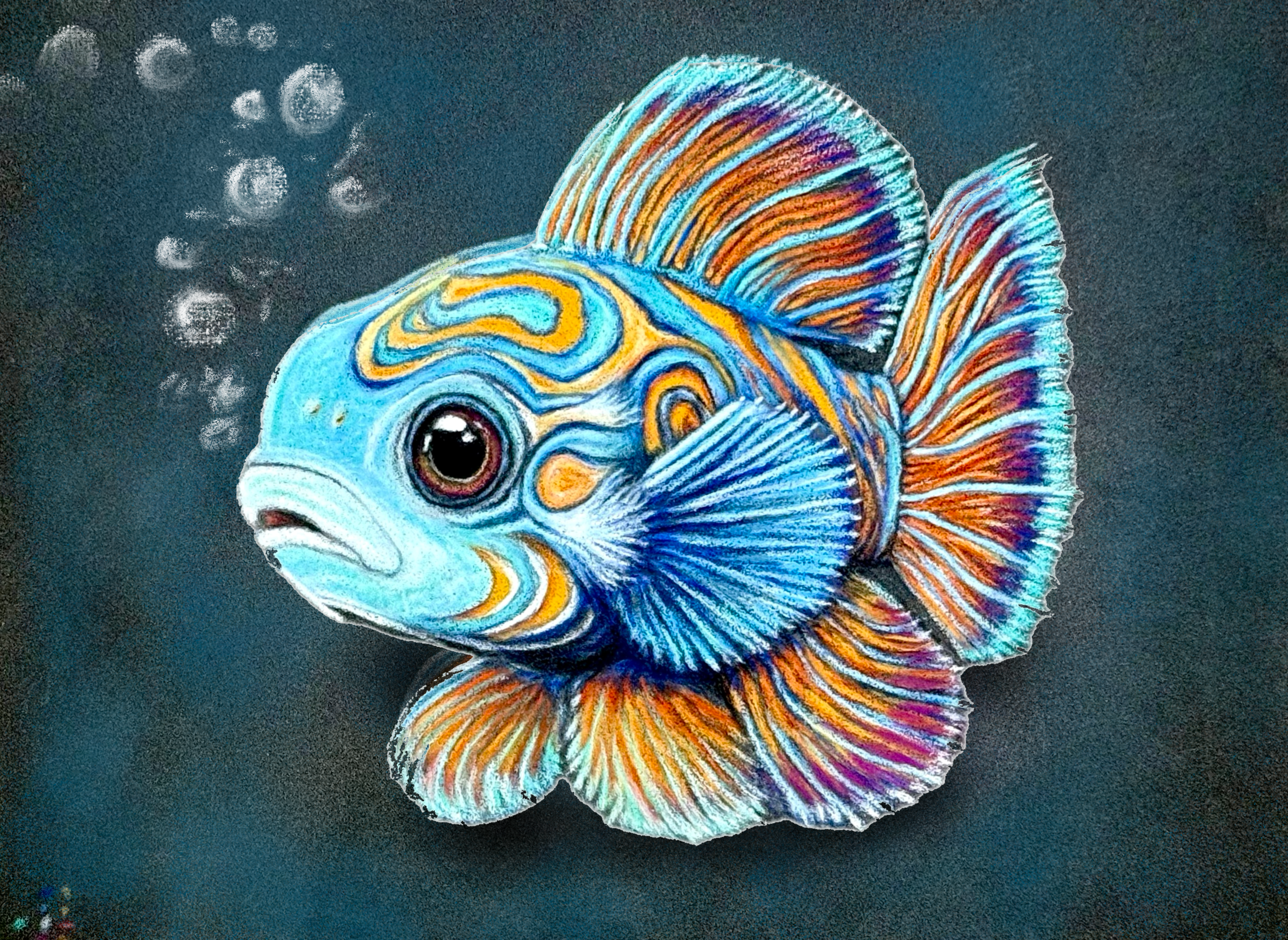 Mandarin Fish • Hand Drawn Original Pastel Pencil Drawing • 7x9.5