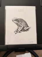 Goliath Frog • Hand Drawn Ink • Limited Edition Print • 8x10