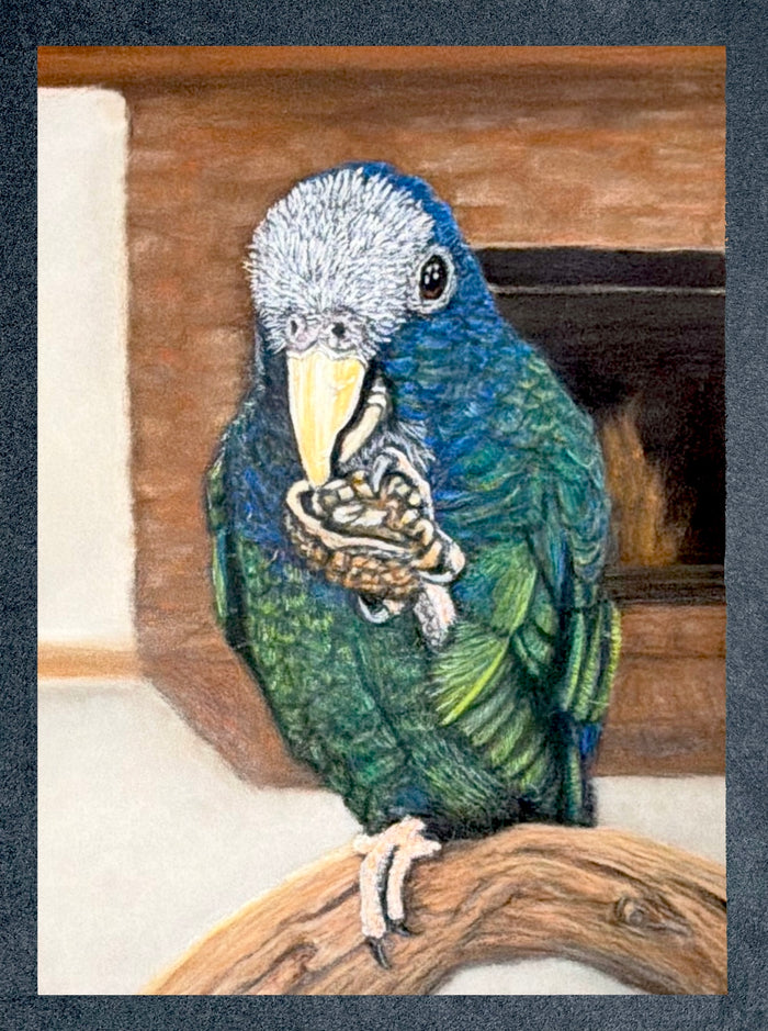 White Capped Pionus Parrot