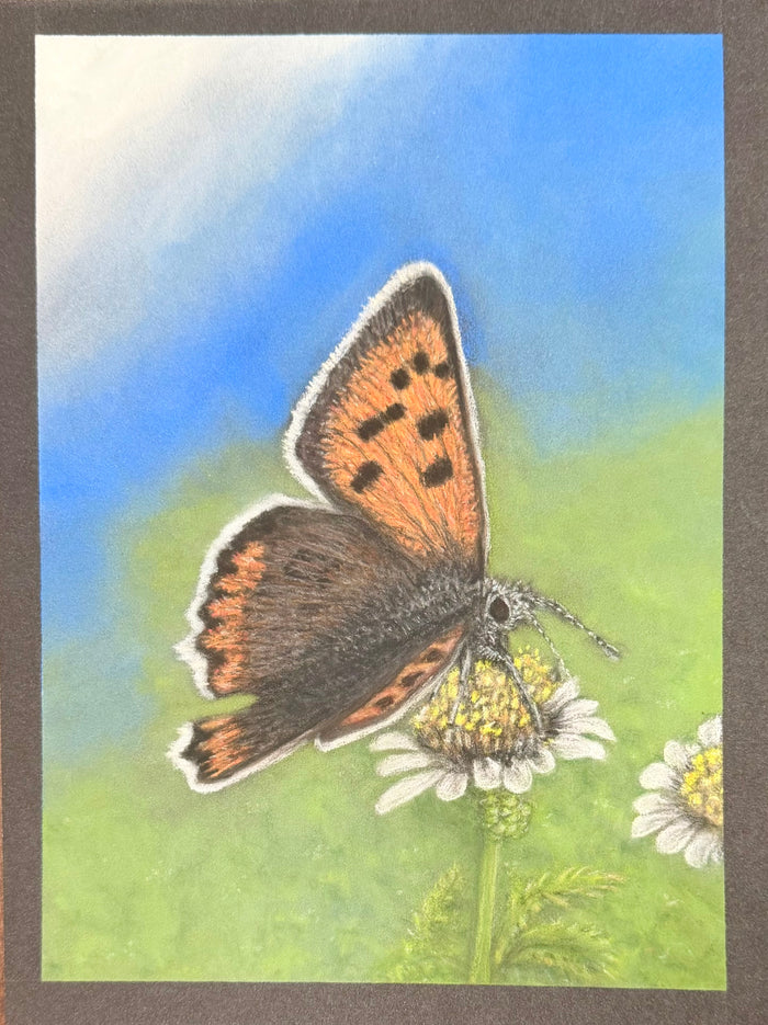 Small Copper Butterfly