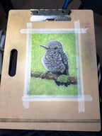 Baby Hummingbird Pastel Pencil Drawing 7.5 By 9 Inches One Of A Kind Wildlife Artwork By A Guy With MS That Draws - aGuyWithMSthatDraws