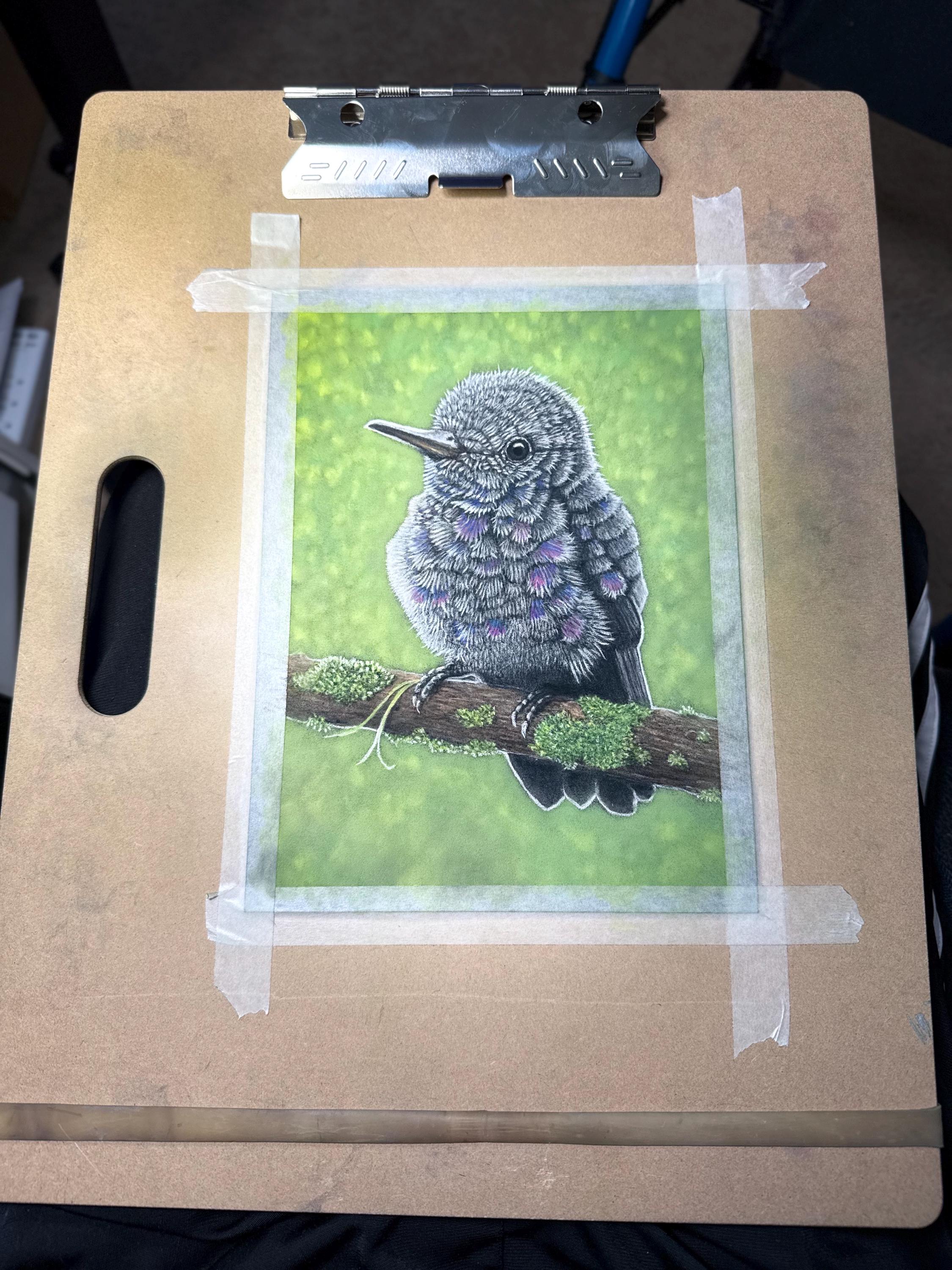 Baby Hummingbird Pastel Pencil Drawing 7.5 By 9 Inches One Of A Kind Wildlife Artwork By A Guy With MS That Draws - aGuyWithMSthatDraws