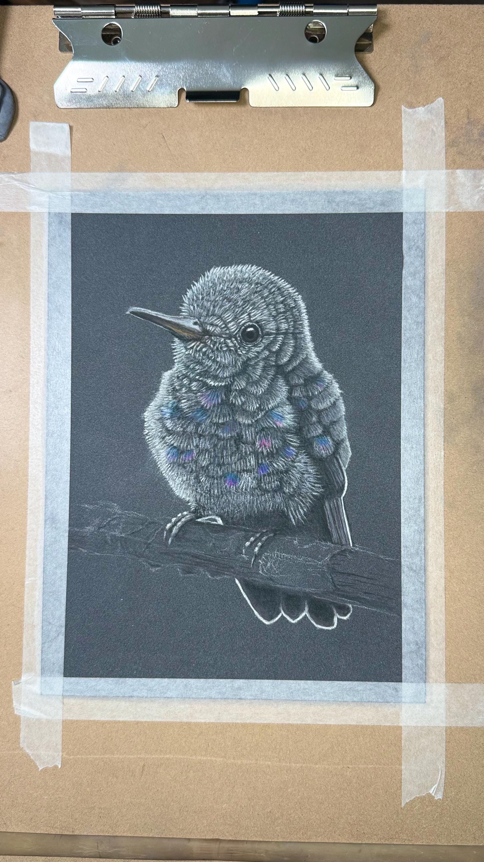 Baby Hummingbird Pastel Pencil Drawing 7.5 By 9 Inches One Of A Kind Wildlife Artwork By A Guy With MS That Draws - aGuyWithMSthatDraws