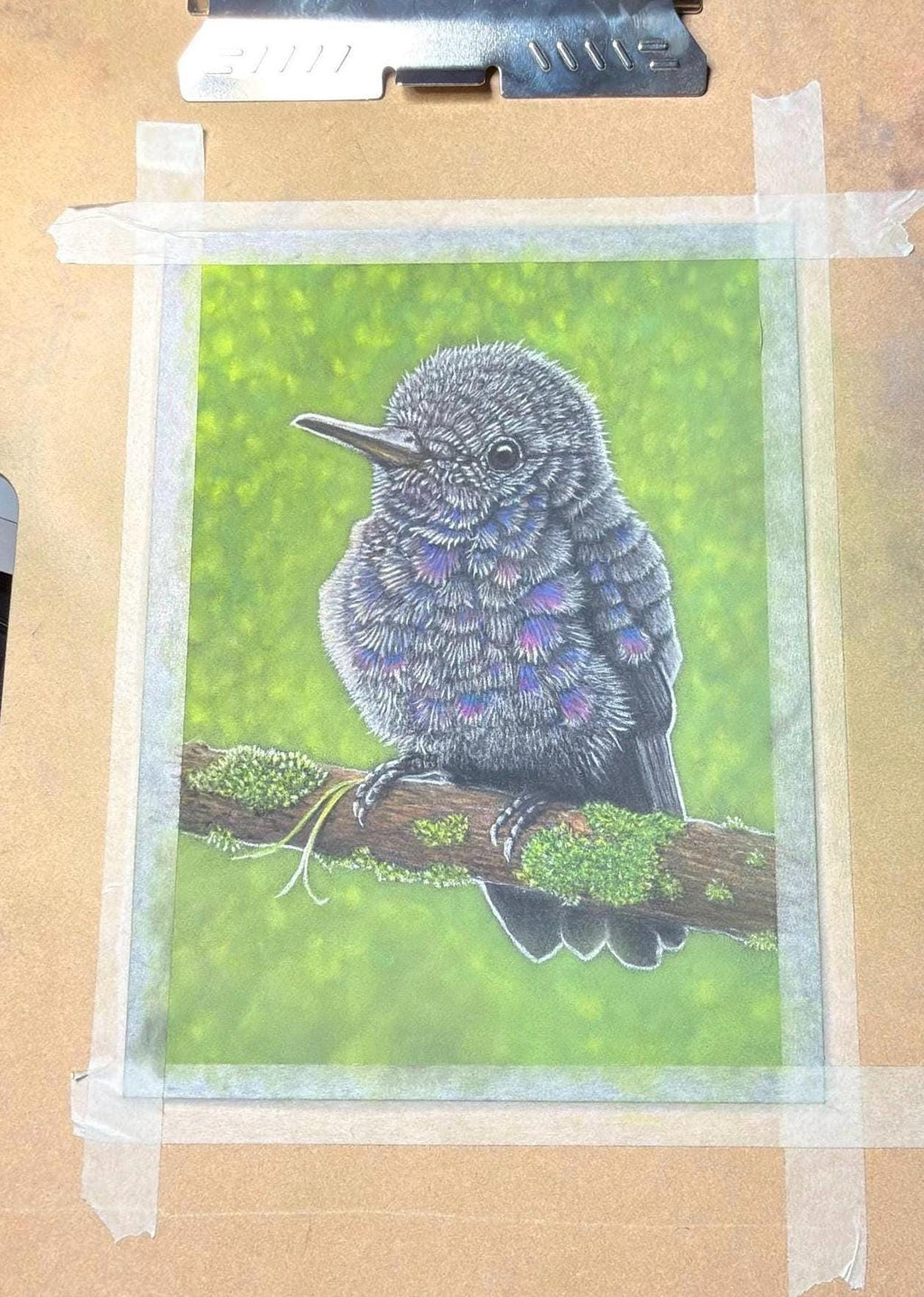 Baby Hummingbird Pastel Pencil Drawing 7.5 By 9 Inches One Of A Kind Wildlife Artwork By A Guy With MS That Draws - aGuyWithMSthatDraws