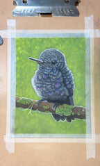 Baby Hummingbird Pastel Pencil Drawing 7.5 By 9 Inches One Of A Kind Wildlife Artwork By A Guy With MS That Draws - aGuyWithMSthatDraws