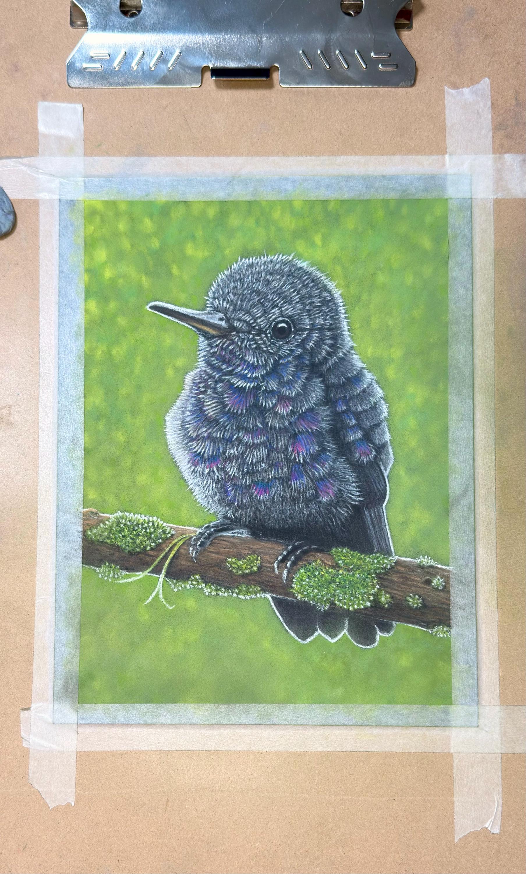 Baby Hummingbird Pastel Pencil Drawing 7.5 By 9 Inches One Of A Kind Wildlife Artwork By A Guy With MS That Draws - aGuyWithMSthatDraws