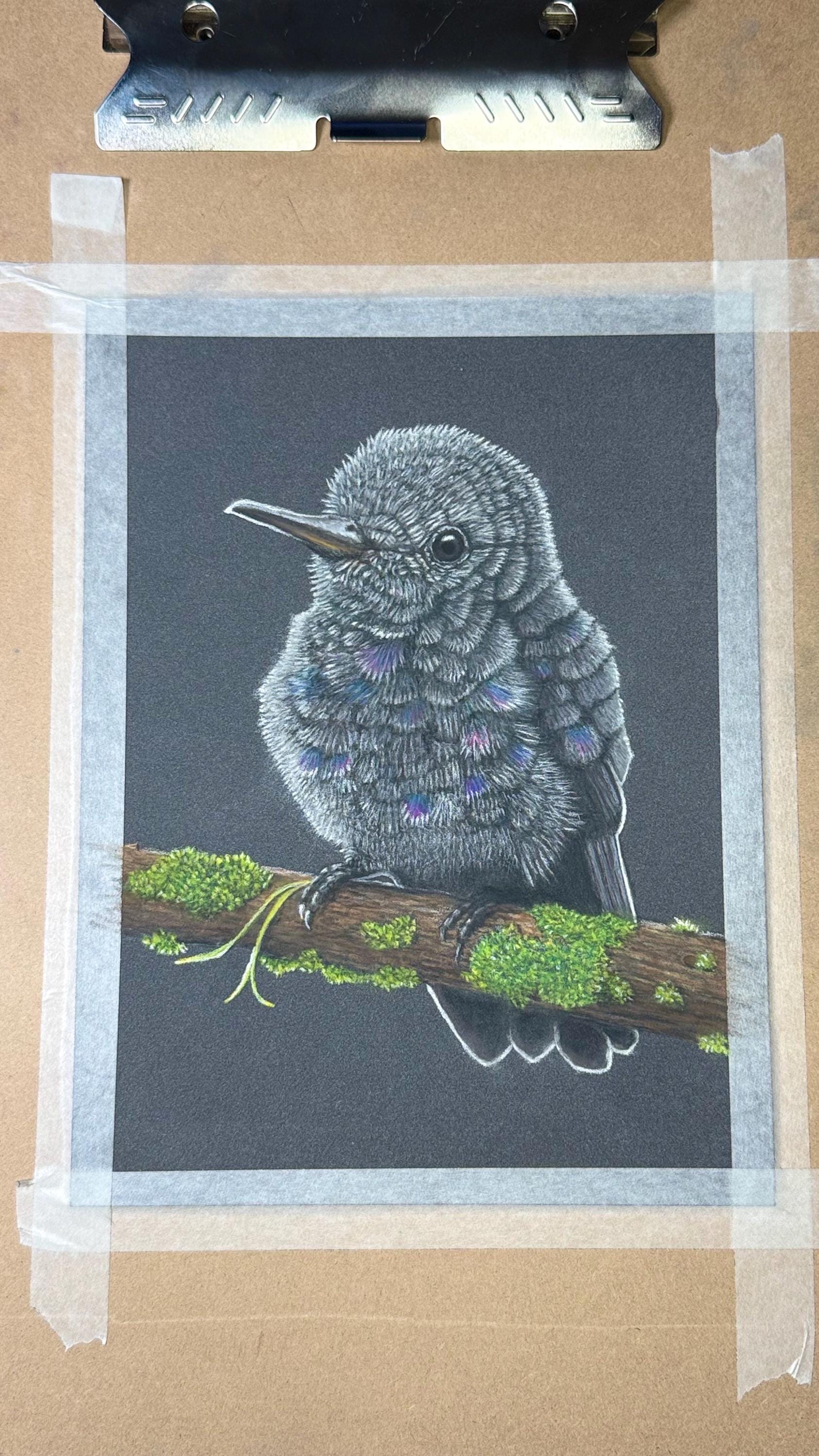 Baby Hummingbird Pastel Pencil Drawing 7.5 By 9 Inches One Of A Kind Wildlife Artwork By A Guy With MS That Draws - aGuyWithMSthatDraws