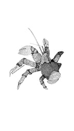 Coconut Crab • Hand Drawn Limited Edition Giclee Print • 8x10 - aGuyWithMSthatDraws