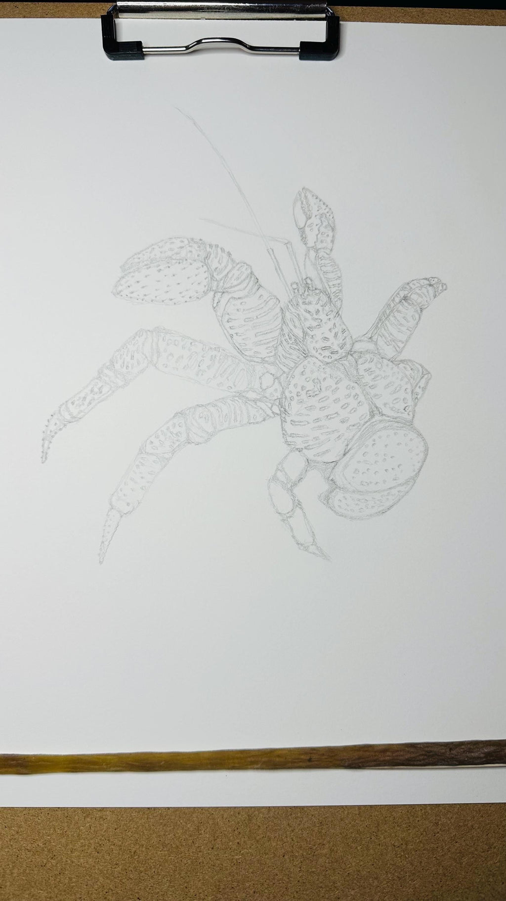 Coconut Crab • Hand Drawn Limited Edition Giclee Print • 8x10 - aGuyWithMSthatDraws