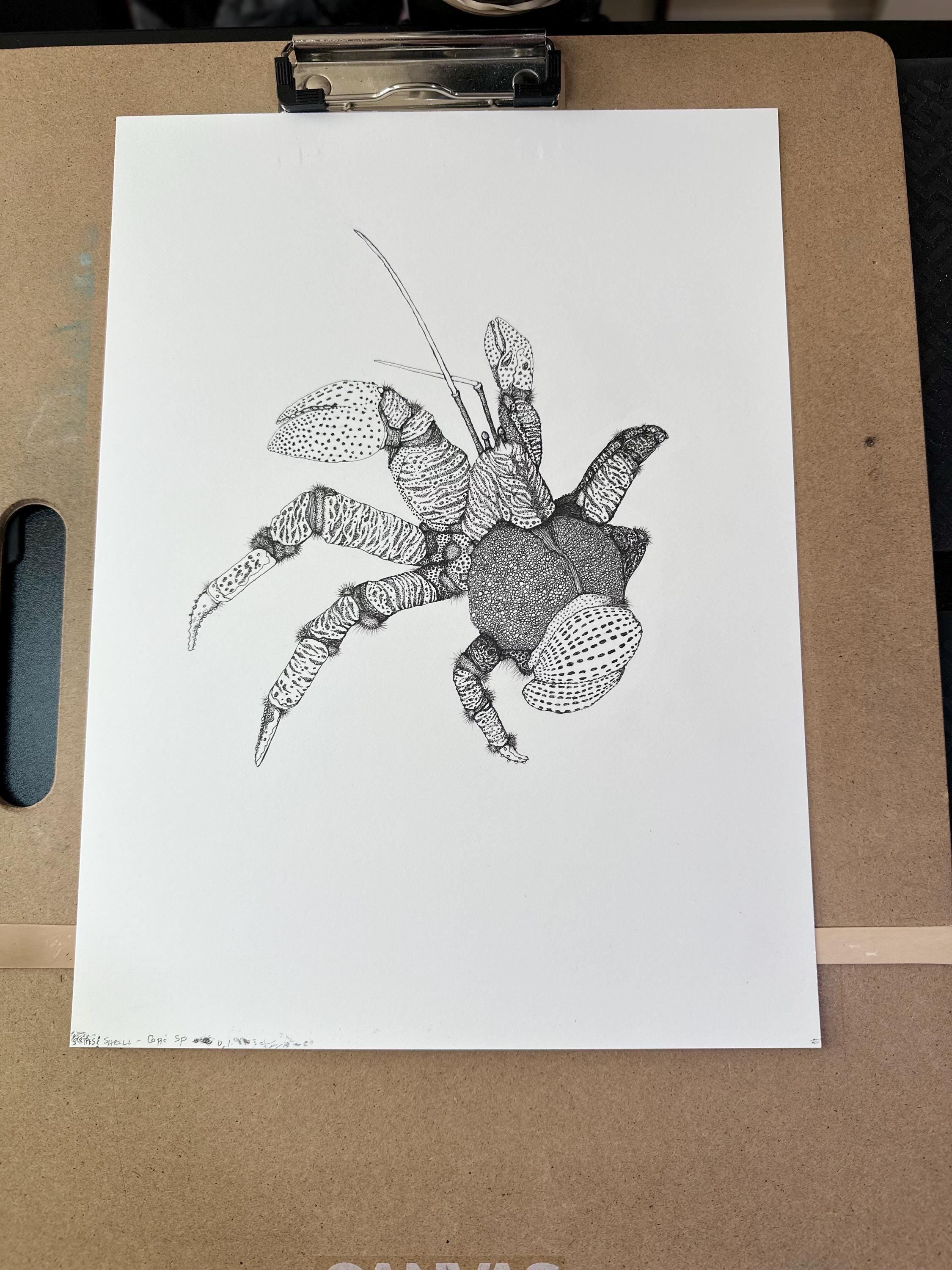 Coconut Crab • Hand Drawn Limited Edition Giclee Print • 8x10 - aGuyWithMSthatDraws