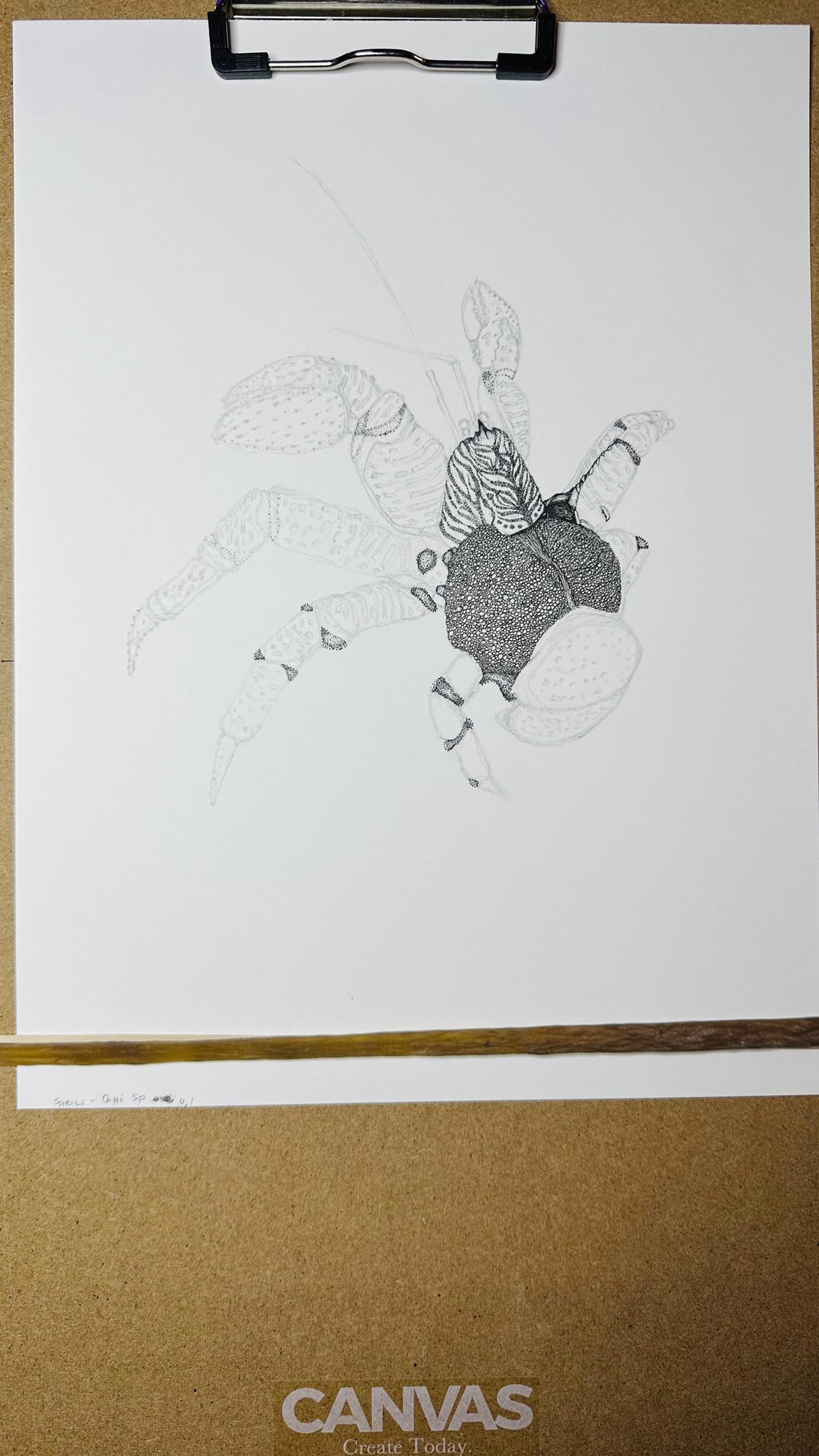 Coconut Crab • Hand Drawn Limited Edition Giclee Print • 8x10 - aGuyWithMSthatDraws