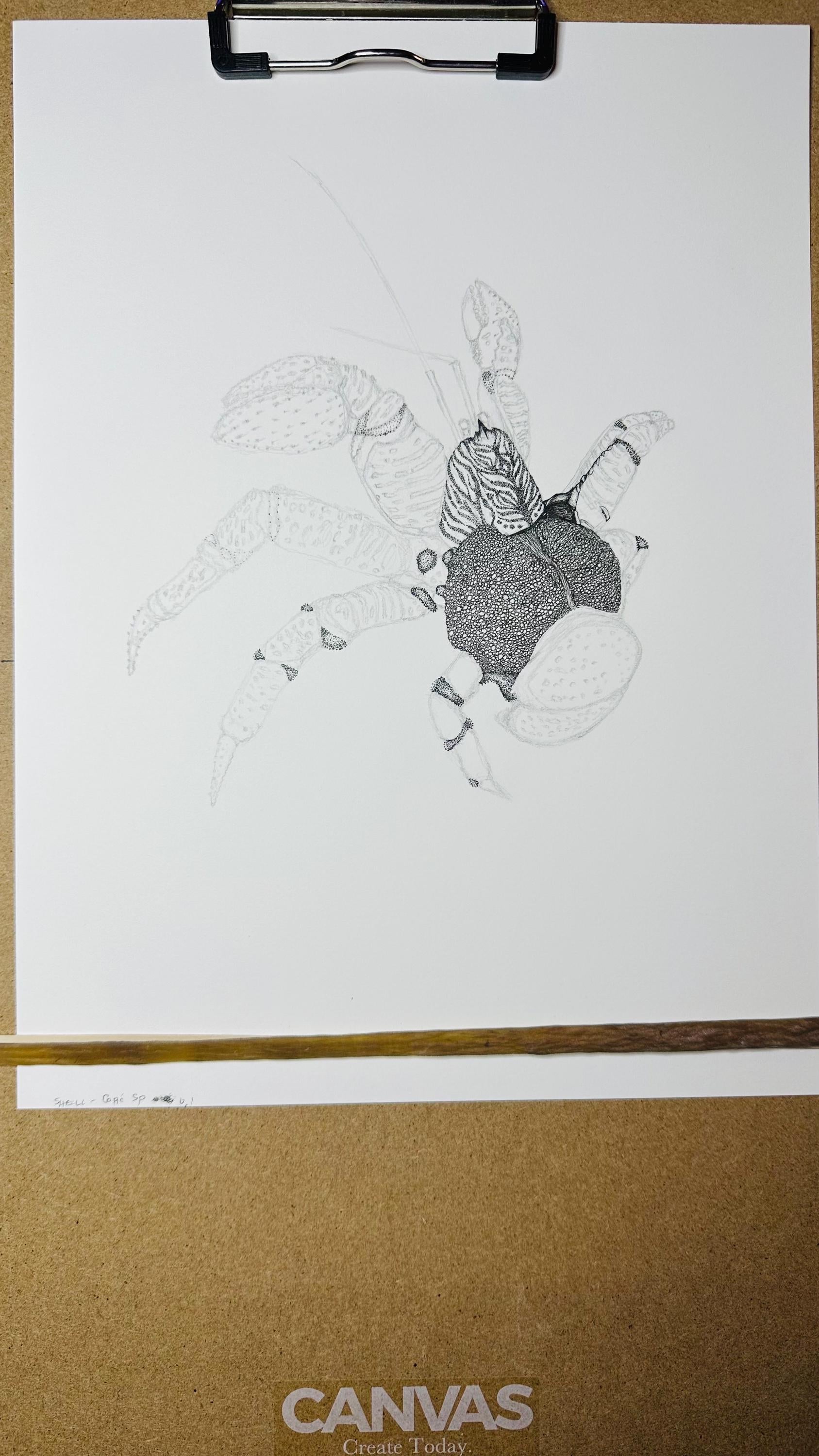 Coconut Crab • Hand Drawn Limited Edition Giclee Print • 8x10 - aGuyWithMSthatDraws