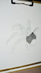 Coconut Crab • Hand Drawn Limited Edition Giclee Print • 8x10 - aGuyWithMSthatDraws