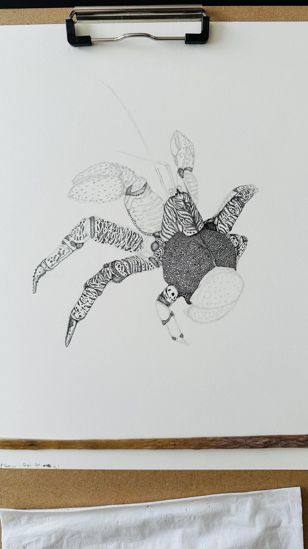 Coconut Crab • Hand Drawn Limited Edition Giclee Print • 8x10 - aGuyWithMSthatDraws