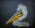 Dalmatian Pelican hand drawn in pastel pencil, limited edition 8x10 print, signed and numbered
