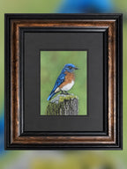 Eastern Bluebird - 7x9.5 Original Pastel Pencil Drawing - aGuyWithMSthatDraws