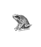 Goliath Frog Drawing Original Ink Illustration Hand Drawn On Arches Paper Fine Liner Artwork - aGuyWithMSthatDraws
