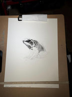 Goliath Frog Drawing Original Ink Illustration Hand Drawn On Arches Paper Fine Liner Artwork - aGuyWithMSthatDraws