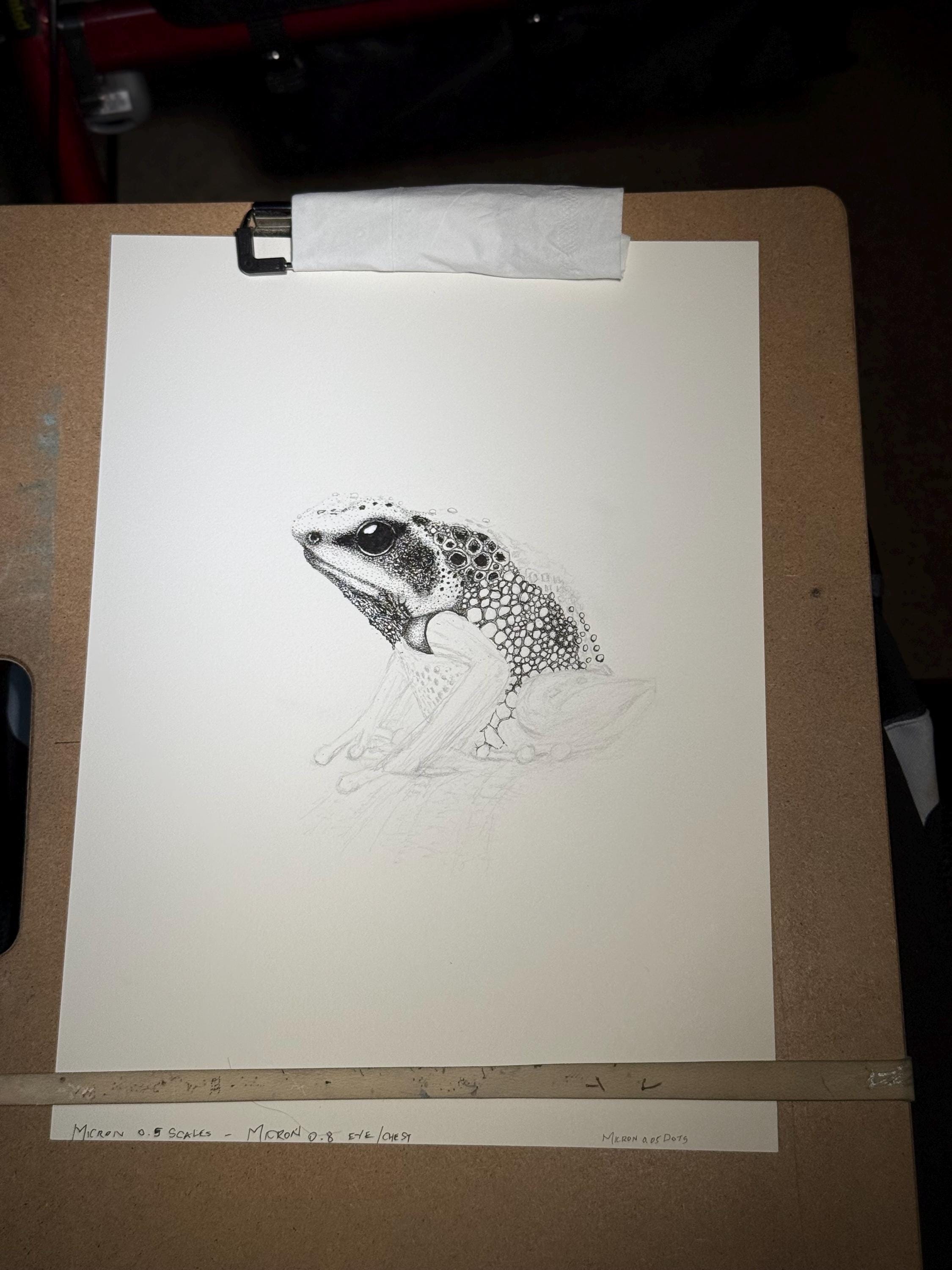 Goliath Frog Drawing Original Ink Illustration Hand Drawn On Arches Paper Fine Liner Artwork - aGuyWithMSthatDraws