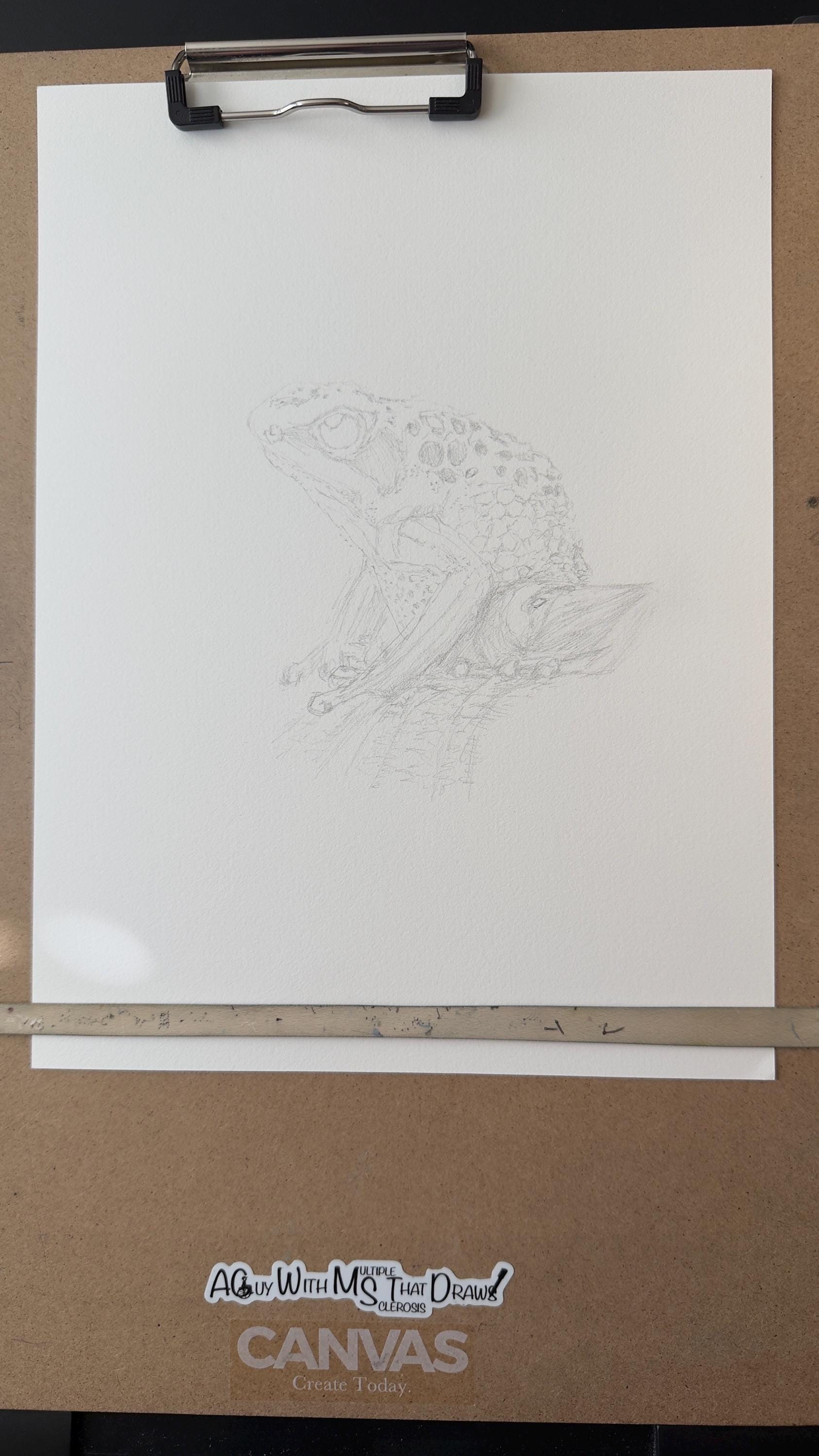 Goliath Frog Drawing Original Ink Illustration Hand Drawn On Arches Paper Fine Liner Artwork - aGuyWithMSthatDraws