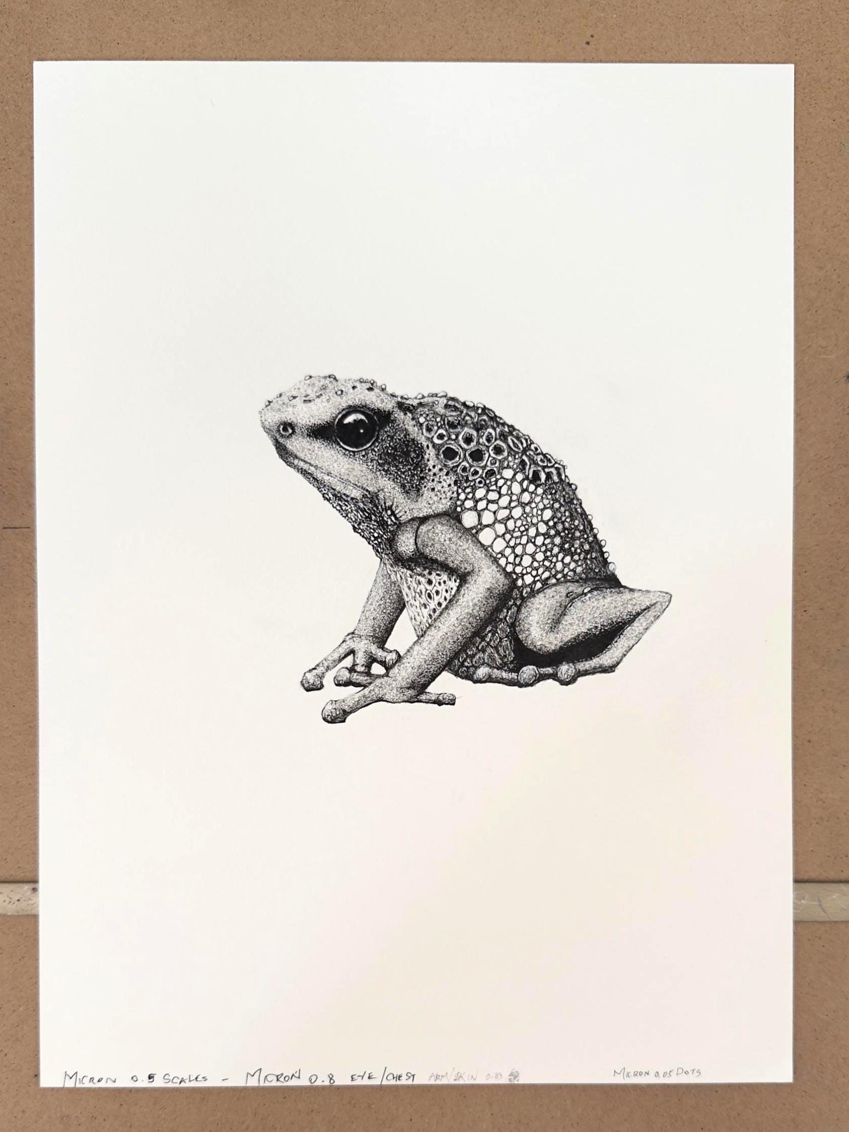 Goliath Frog Drawing Original Ink Illustration Hand Drawn On Arches Paper Fine Liner Artwork - aGuyWithMSthatDraws