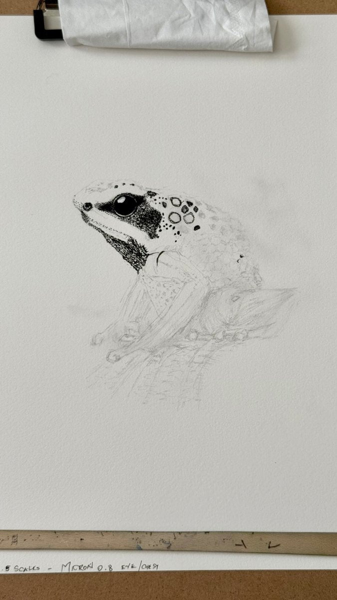 Goliath Frog • Hand Drawn Ink • Limited Edition Print • 8x10