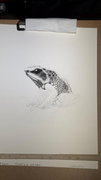 Goliath Frog • Hand Drawn Limited Edition Giclee Print • 8x10 - aGuyWithMSthatDraws