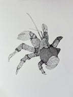 Hand Drawn • Coconut Crab • Limited Edition Giclee Print • 8x10 • Signed •Numbered • Embossed