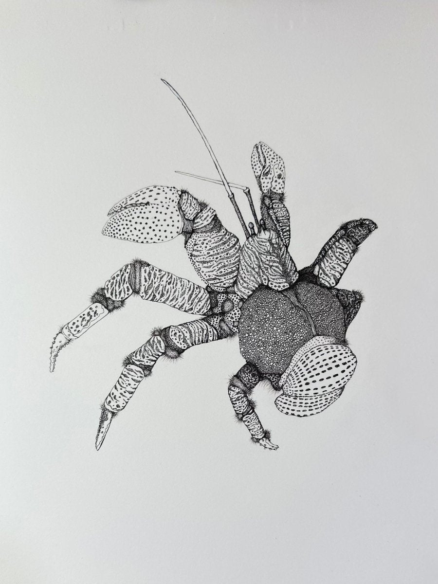Hand Drawn • Coconut Crab • Limited Edition Giclee Print • 8x10 • Signed •Numbered • Embossed