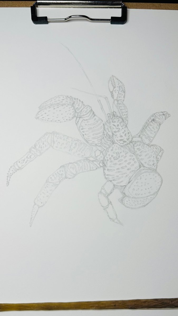 Hand Drawn • Coconut Crab • Limited Edition Giclee Print • 8x10 • Signed •Numbered • Embossed