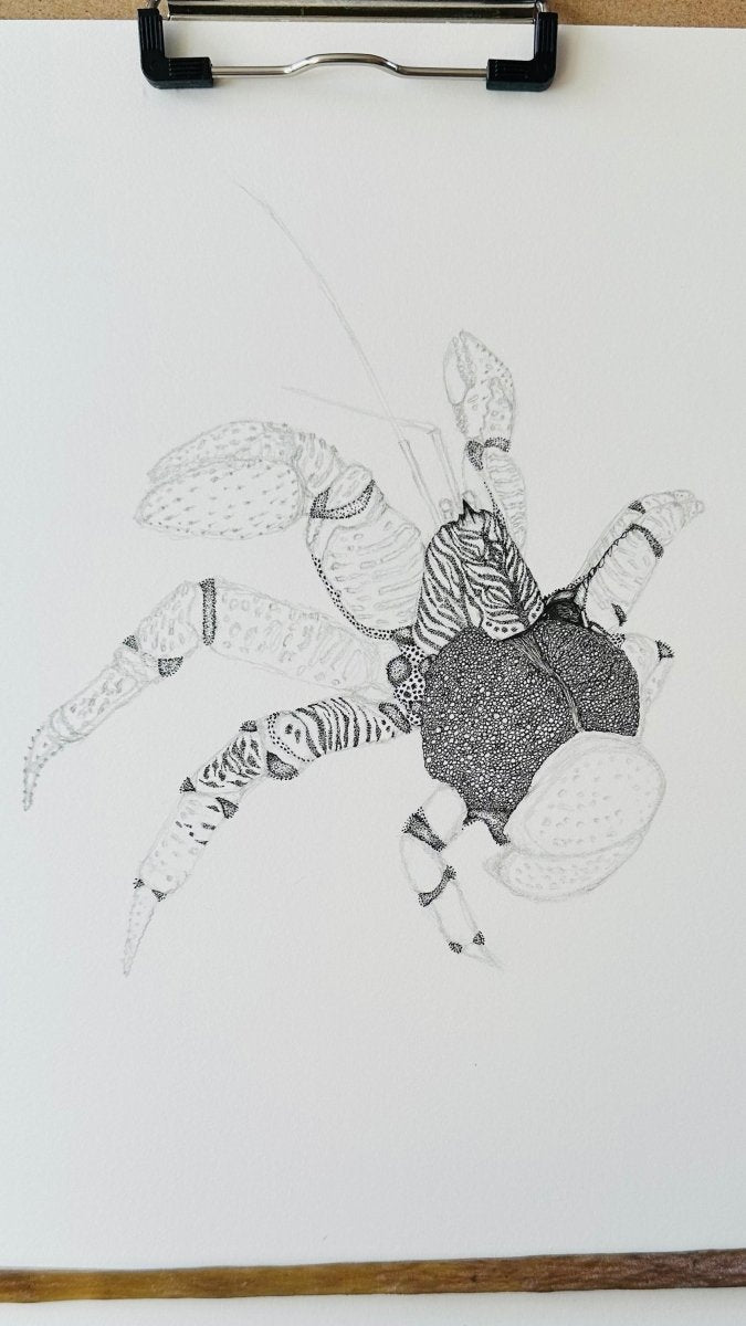 Hand Drawn • Coconut Crab • Limited Edition Giclee Print • 8x10 • Signed •Numbered • Embossed