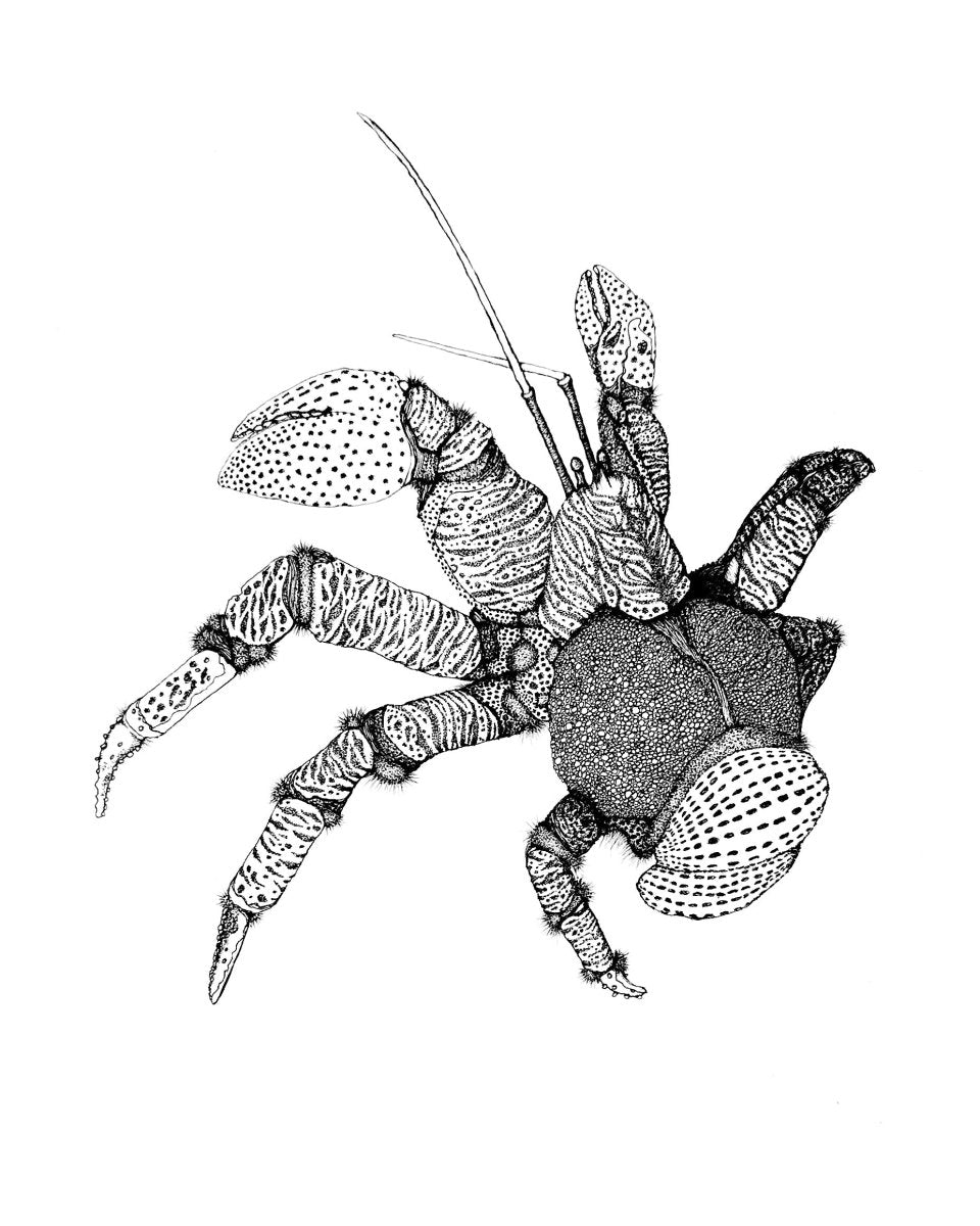 Hand Drawn • Coconut Crab • Limited Edition Giclee Print • 8x10 • Signed •Numbered • Embossed