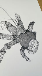 Hand Drawn • Coconut Crab • Limited Edition Giclee Print • 8x10 • Signed •Numbered • Embossed