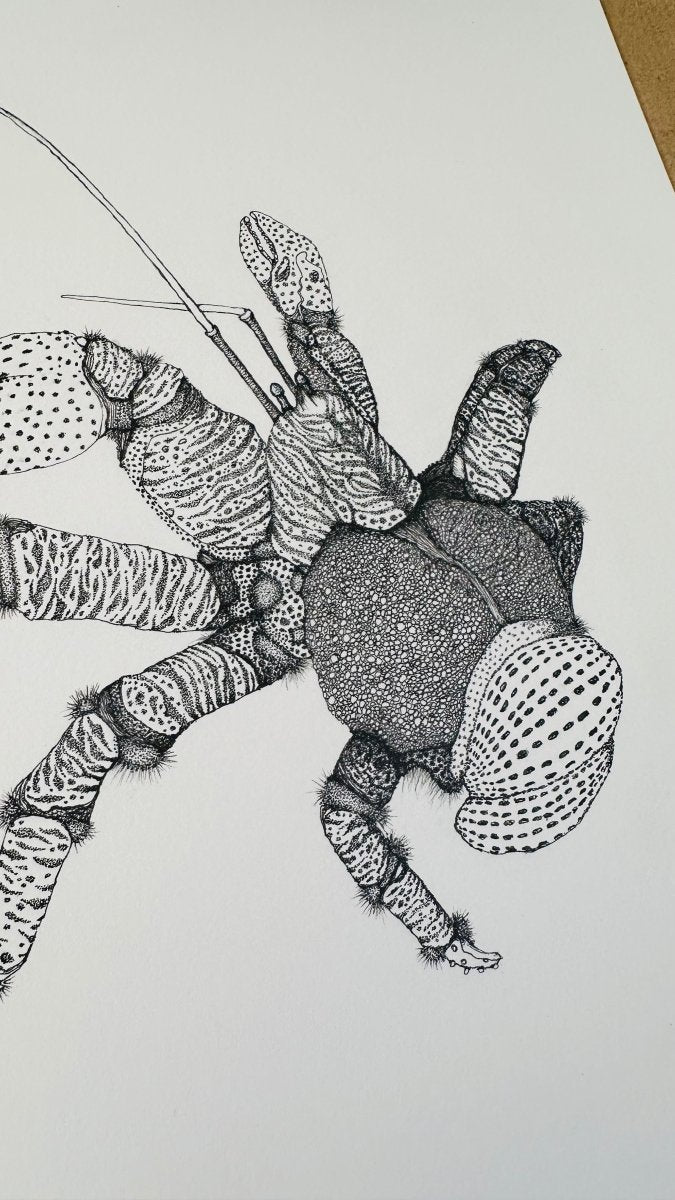 Hand Drawn • Coconut Crab • Limited Edition Giclee Print • 8x10 • Signed •Numbered • Embossed