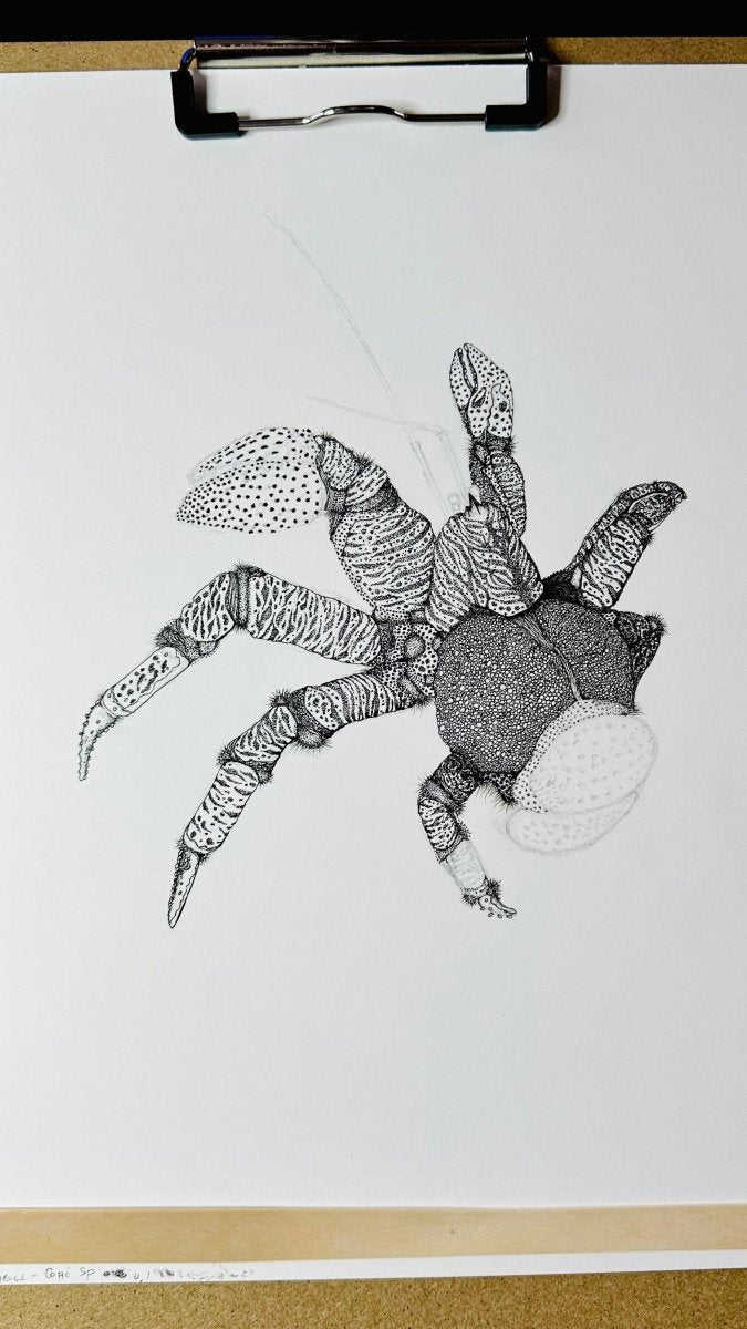Hand Drawn • Coconut Crab • Limited Edition Giclee Print • 8x10 • Signed •Numbered • Embossed