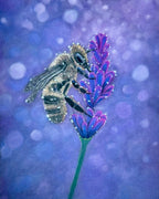 Hand Drawn Honey Bee • Lavender Garden Botanical • Art Magnet