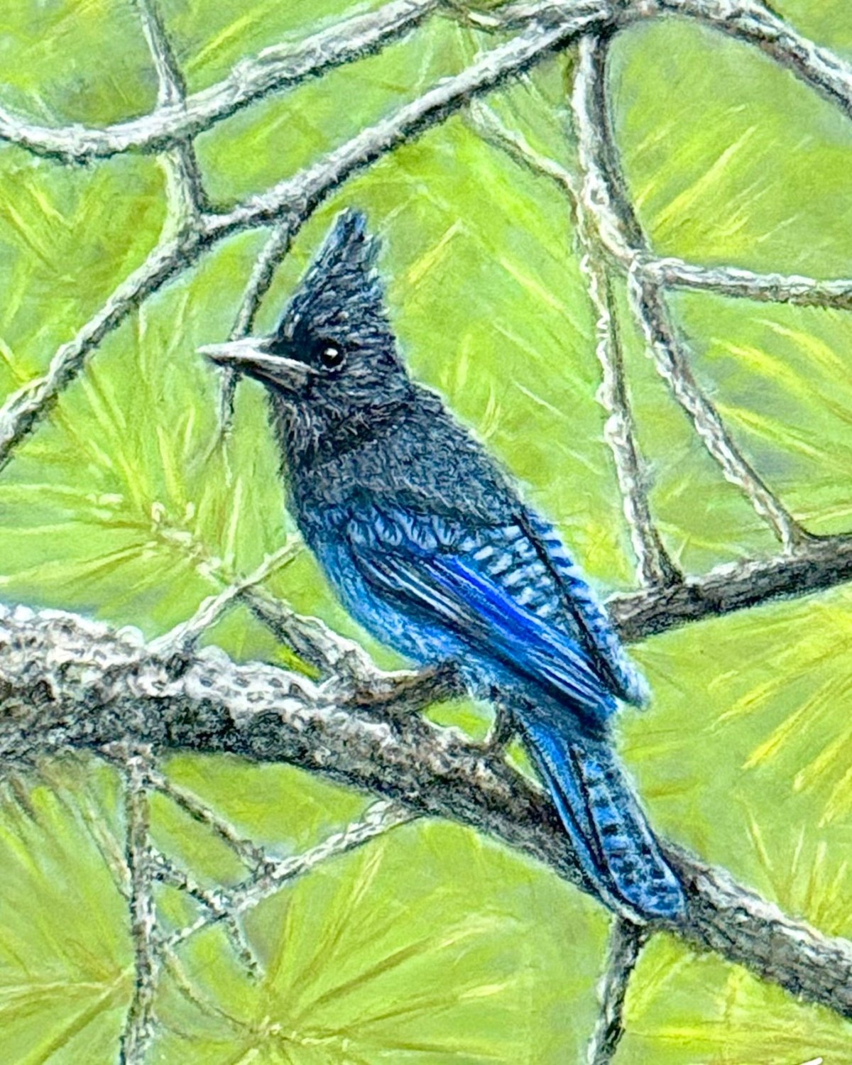 Hand Drawn Sterling Jay • Art Magnet - aGuyWithMSthatDraws