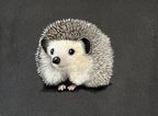 Hedgehog Greeting Card Hand Drawn Animal Art Note Card For Birthdays Thank You And Just Because - aGuyWithMSthatDraws