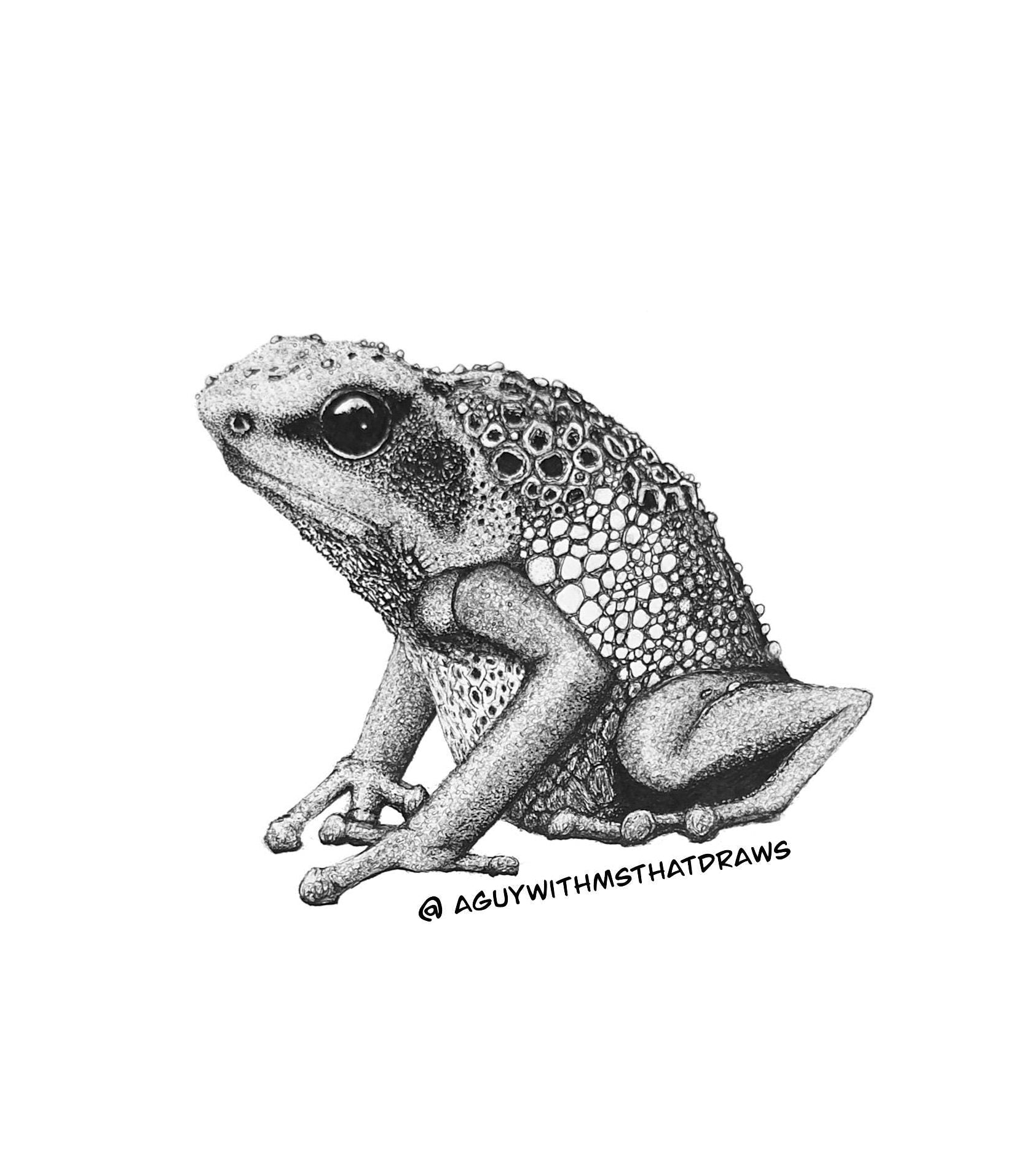 Goliath frog giclee print featuring a detailed black ink illustration of the world’s largest frog species. Printed on archival matte paper, showcasing intricate textures and lifelike details. Signed and embossed by the artist.