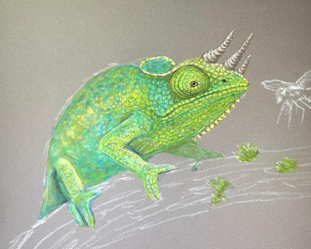 Jackson’s Chameleon • Hand Drawn Limited Edition Print • 8x10 - aGuyWithMSthatDraws