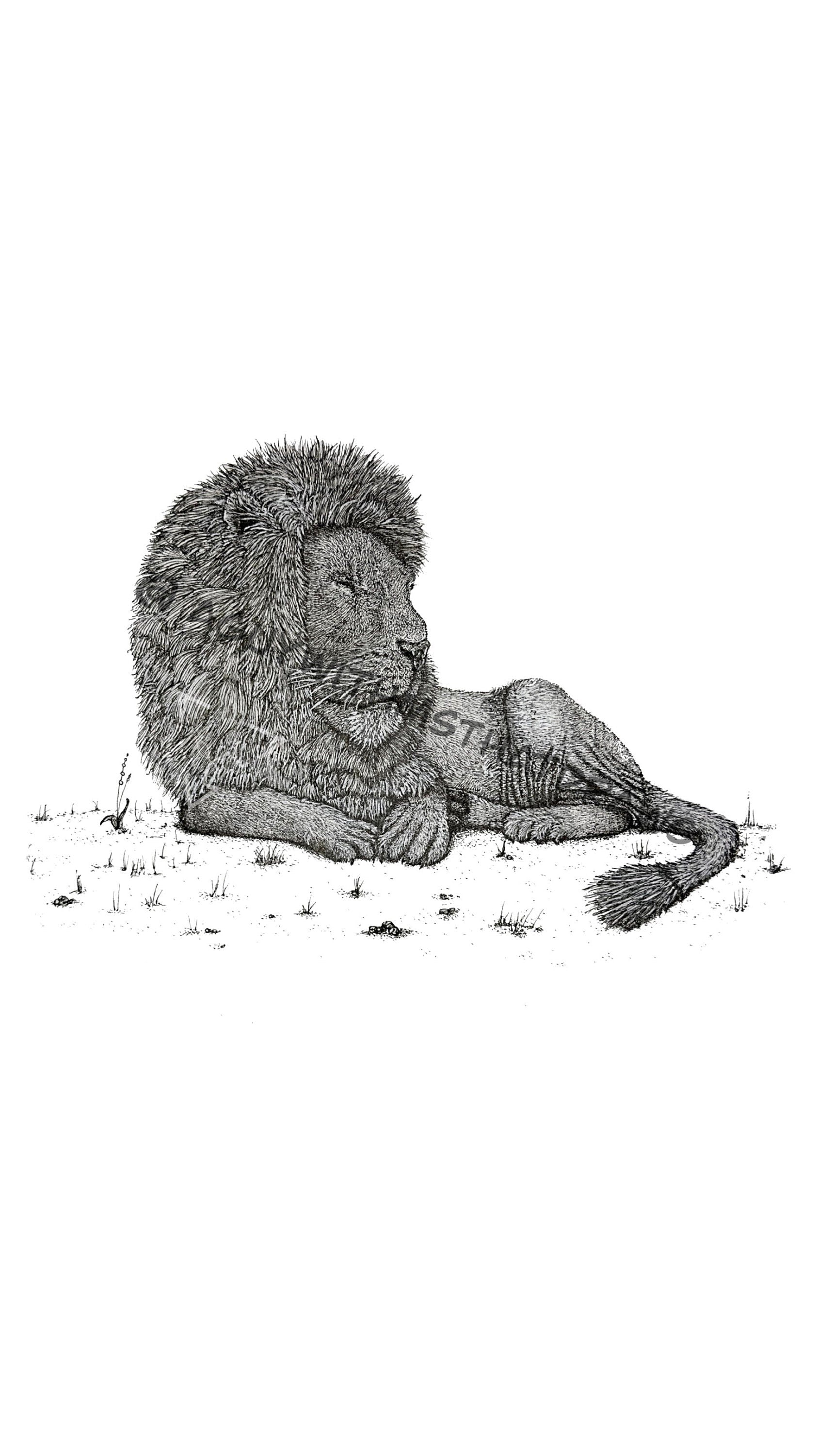 Lion • Hand Drawn Limited Edition Giclee Print • 8x10 - aGuyWithMSthatDraws