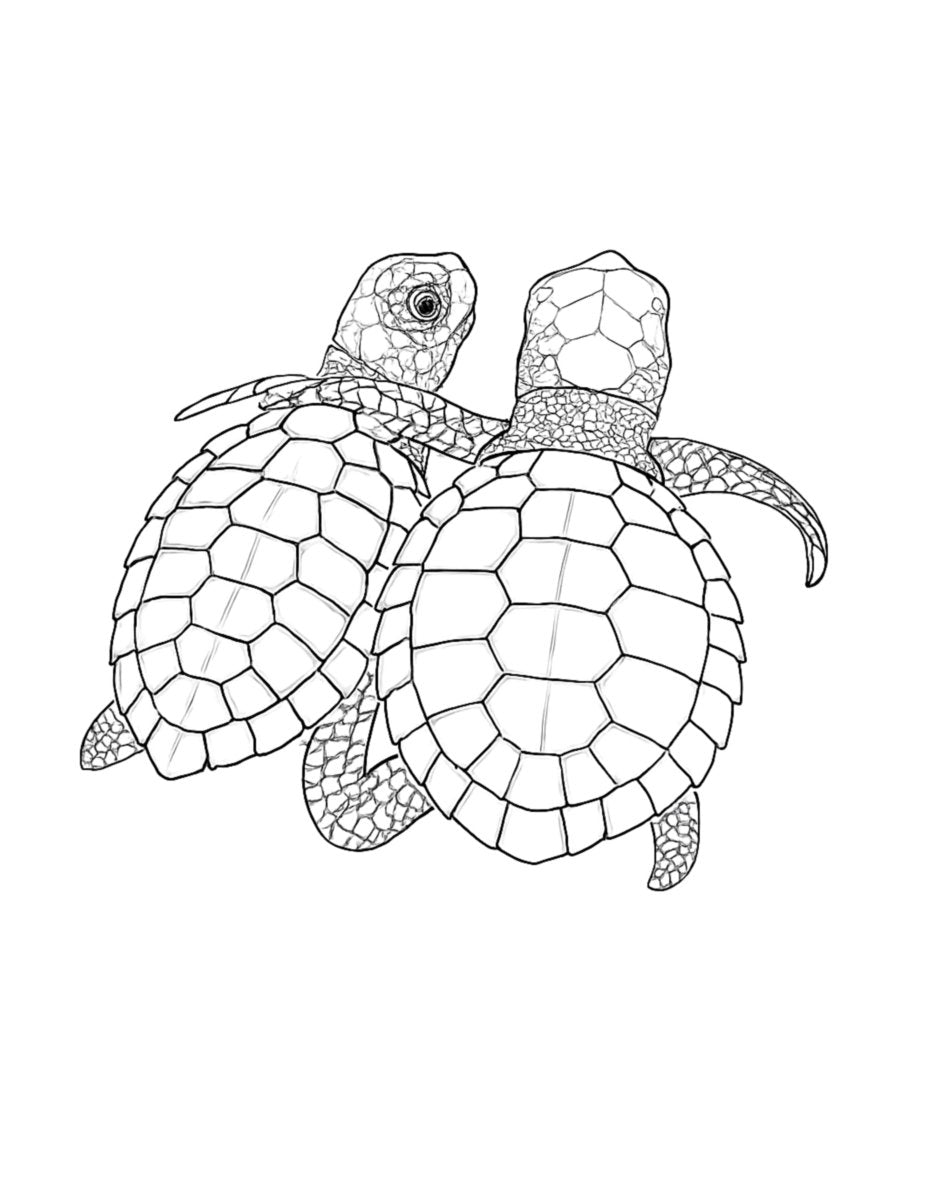 My Animal Adventure Coloring Book