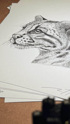 Ocelot Limited Edition Giclee 8x10 Art Print Signed Numbered Embossed By Artist - aGuyWithMSthatDraws