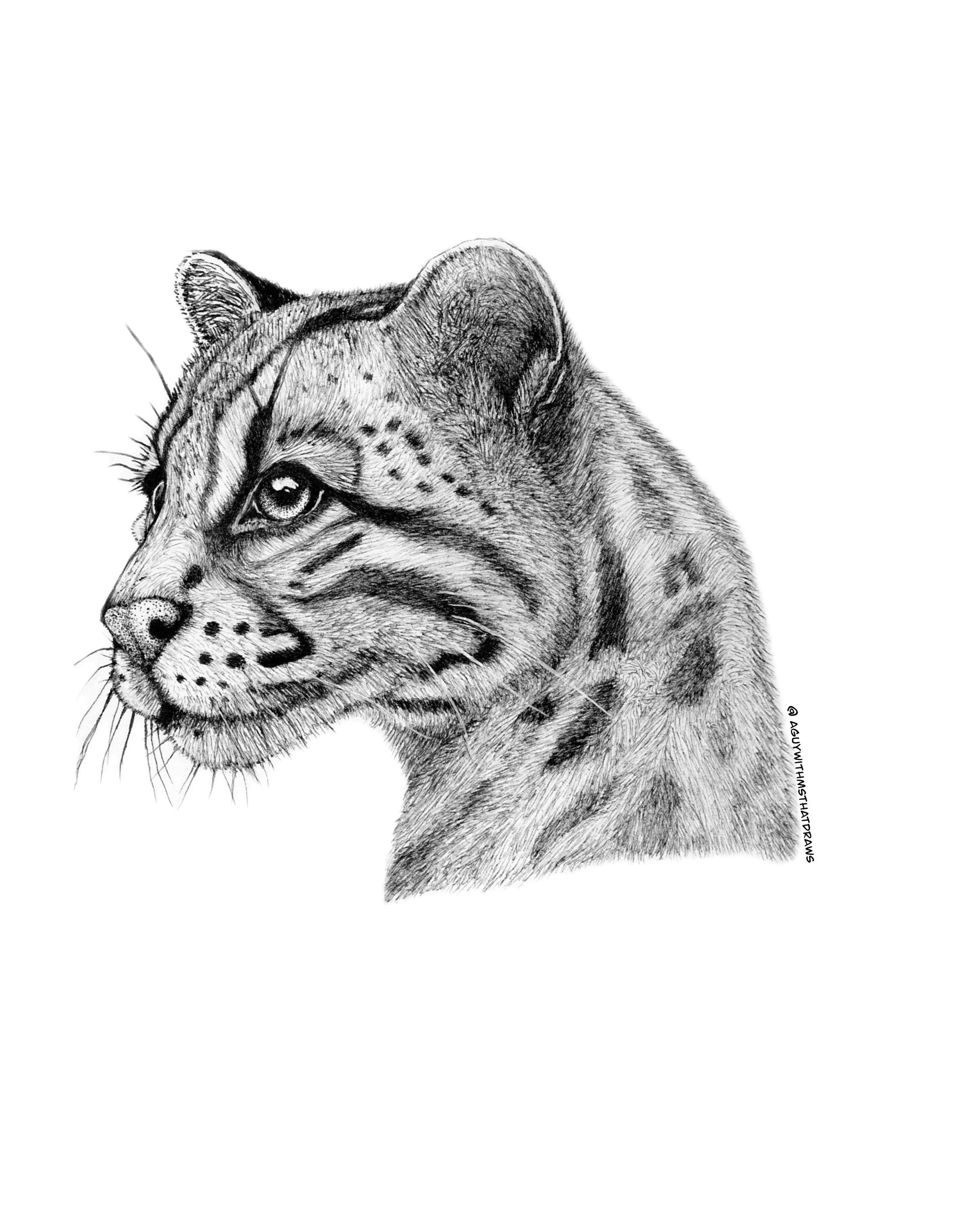Ocelot Limited Edition Giclee 8x10 Art Print Signed Numbered Embossed By Artist - aGuyWithMSthatDraws